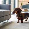 Is It Okay to Give My Dog Calming Treats Every Day? Understanding Canine Anxiety and Solutions
