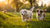 Is It Okay to Give Puppies Adult Dog Food? Understanding Puppy Nutrition