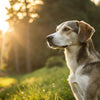 Is It Okay to Give Puppy Food to Adult Dogs? A Comprehensive Guide