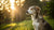 Is It Okay to Give Puppy Food to Adult Dogs? A Comprehensive Guide