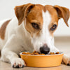 Is It Okay to Give Puppy Food to an Adult Dog? Understanding the Nutritional Needs at Different Life Stages