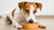 Is It Okay to Give Puppy Food to an Adult Dog? Understanding the Nutritional Needs at Different Life Stages