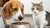 Is It Safe for Dogs to Eat Cat Food? Understanding the Risks and Nutritional Differences