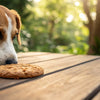 Is It Safe for Dogs to Eat Cookies? Understanding the Risks and Alternatives
