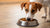 Is It Safe for Dogs to Eat Dry Cat Food?