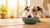 Is It Safe for Dogs to Eat Human Food? A Comprehensive Guide for Pet Owners-140212011247