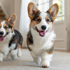 Is It Safe for Dogs to Eat Raw Meat? Understanding the Risks and Benefits