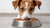 Is It Safe for Dogs to Eat Wet Cat Food? Here’s What Every Dog Owner Needs to Know-140409503983