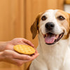 Is Sugar Cookies Bad for Dogs? What You Need to Know