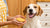 Is It Safe to Share Sugar Cookies with Your Dog?-141107790063