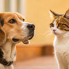 Is It Unhealthy for Dogs to Eat Cat Food? Understanding the Risks and Benefits