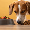 Is Kibble Actually Bad for Dogs? Understanding the Impact of Dog Food Choices