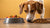 Is Kibble Actually Bad for Dogs? Understanding the Impact of Dog Food Choices