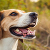 Is Kibble Bad for Dogs' Teeth? Understanding the Truth Behind Dog Dental Health