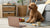 Is Kibble Better for Dogs' Teeth? Understanding the Truth Behind Dog Dental Health