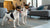 Is Kibble Enough for My Dog? A Comprehensive Guide to Canine Nutrition