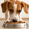 Is Kibble Fattening for Dogs? Understanding the Nutritional Impact of Kibble on Your Furry Friend