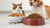 Is Kibble for Cats or Dogs? Understanding the Nutritional Needs of Our Furry Friends