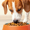 Is Kibble Good for Dogs? A Comprehensive Guide to Dog Nutrition