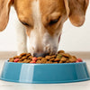 Is Kibble Good for My Dog? Understanding the Pros and Cons of Dog Food Choices
