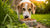 Is Kibble Good for Your Dog? Understanding the Pros and Cons