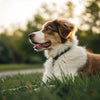 Is Kibble Necessary for Dogs? Exploring the Best Diet for Our Furry Friends