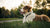 Is Kibble Necessary for Dogs? Exploring the Best Diet for Our Furry Friends