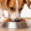 Is Kibble OK for Dogs? Understanding the Nutritional Implications