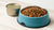 Is Kibble or Canned Food Better for Dogs? A Comprehensive Guide for Pet Owners