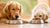 Is Kibble or Raw Food Better for Dogs? A Comprehensive Guide for Pet Owners