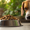 Is Kibble Really Bad for Dogs? Exploring the Truth Behind Dry Dog Food