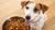 Is Kibble the Best Food for Dogs? Exploring the Pros and Cons