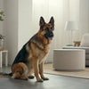Is Kibble the Same as Dry Dog Food? Understanding the Nuances of Canine Nutrition
