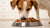 Is Lamb Dog Food Good for Dogs with Allergies?-141044646127