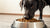 Is Lamb Kibble Good for Dogs? Exploring the Benefits and Considerations