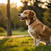 Is My Dog a Healthy Weight? Understanding Canine Body Condition and Weight Management