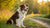 Is My Dog the Right Weight? Understanding Your Dog's Ideal Weight and Body Condition