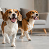 Is Nature's Recipe a Good Dog Food? A Comprehensive Review for Pet Owners