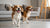 Is Nature's Recipe a Good Dog Food? A Comprehensive Review for Pet Owners