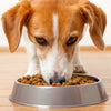 Is No Grain Dog Food Good for Dogs? A Comprehensive Guide