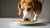 Is Peanut Butter Good for Dogs? Understanding the Benefits and Risks