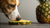 Is Pineapple Good for Dogs? Exploring Benefits and Precautions