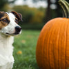 Is Pumpkin Good for Dogs? Understanding the Benefits and How to Safely Feed It