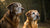 Is Puppy Dog Food Bad for Older Dogs? Understanding Nutritional Needs Across Life Stages