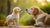 Is Puppy Dog Food Good for Adult Dogs? Understanding Nutritional Needs Across Life Stages