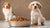 Is Puppy Food Bad for Adult Dogs? Understanding the Nutritional Differences