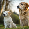 Is Puppy Food Bad for Dogs? Understanding Nutritional Needs Across Dog Life Stages
