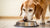 Is Puppy Food Bad for Old Dogs? Understanding Your Dog's Nutritional Needs