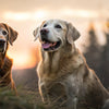 Is Puppy Food Bad for Senior Dogs? Understanding Nutritional Needs Across Life Stages