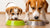 Is Puppy Food Different from Adult Dog Food? Understanding Nutritional Needs for Your Four-Legged Friend